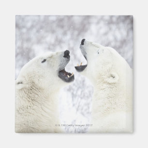 Aimant Ours polaires jouant dans la neige
