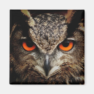Aimant Owl with Orange Eyes Color