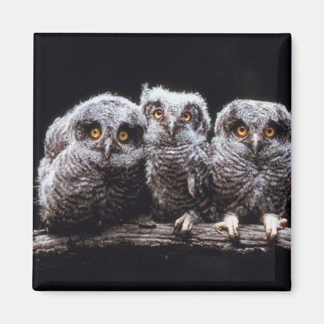 Aimant Owlet Trio (Devant)