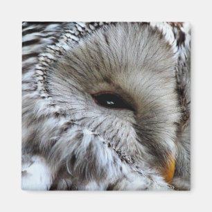 AIMANT OWLS