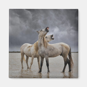 Aimant Paire de Stallions de Cheval de Camargue, Sud de l