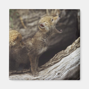 Aimant Paires de jeunes chiots de coyote hurlant