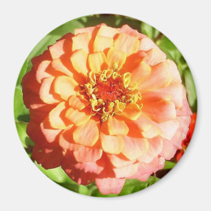 Aimant Pale orange Zinnia