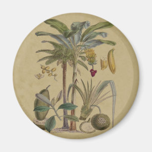 Aimant Palm Antique Fruit Tropical Art Botanique