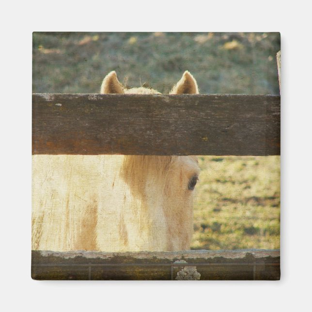 Aimant Palomino À La Recherche À Travers La clôture (Devant)