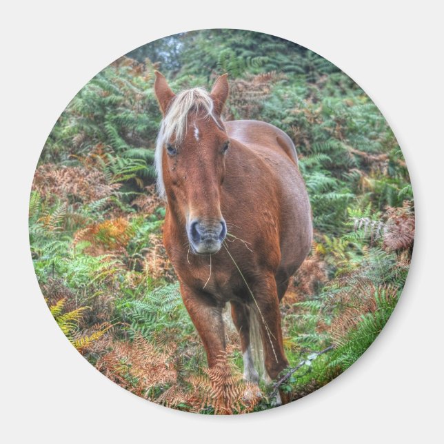 Aimant Palomino New Forest Pony Cheval-amant cadeau (Devant)