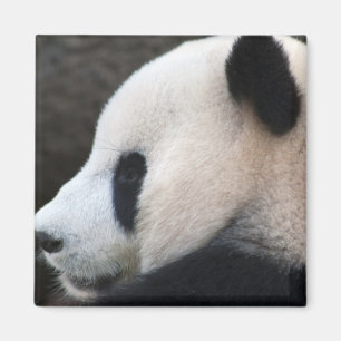 Aimant Panda