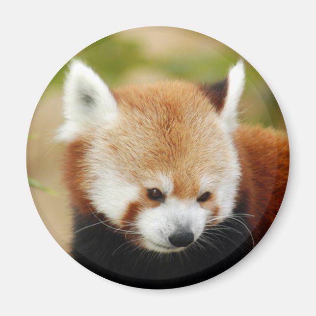 Aimant panda-030 (Devant)