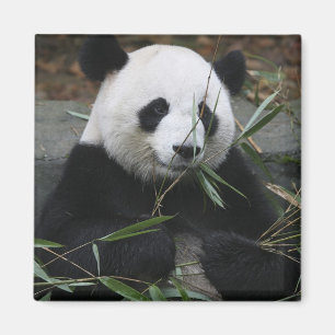Aimant Panda géant