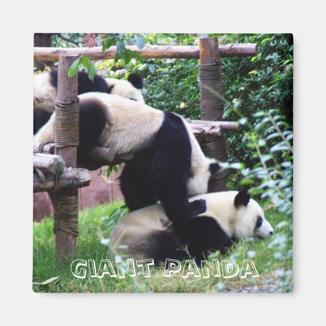 Aimant Panda géant, Chine (Aimant frigo) (Devant)