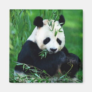 Aimant Panda Manger Feuilles