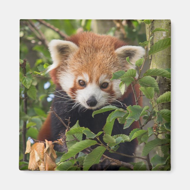 Aimant Panda rouge (Devant)