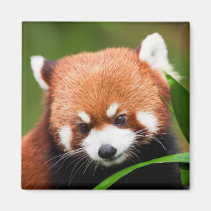 Aimant Panda roux mignon