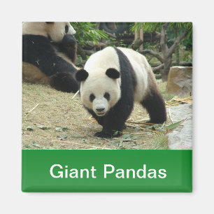 Aimant pandas géants