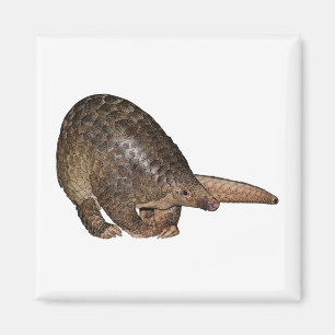 Aimant Pangolin de Sunda