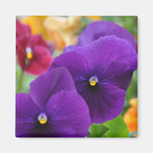 Aimant : Pansies violettes