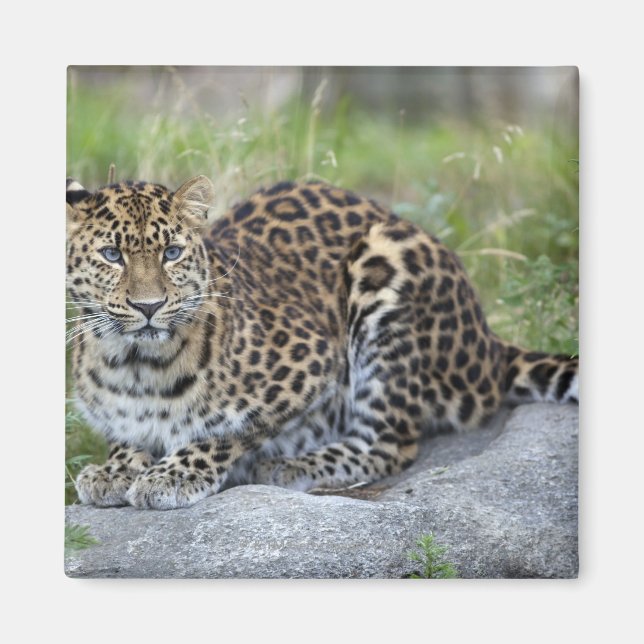 Aimant Panthera pardus orientalis (Devant)