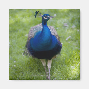 Aimant Paon mâle (Pavo cristatus)