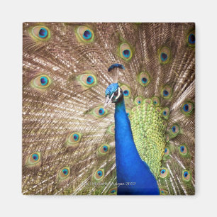 Aimant Paon montrant le plumage