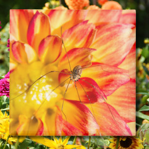 Aimant Papa Longues Jambes Sur Dahlia Rouge Jaune