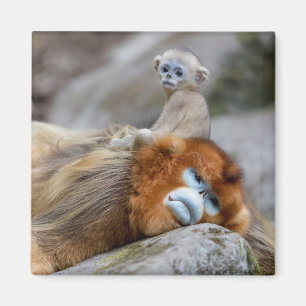Aimant Papa singe à nez doré avec bébé