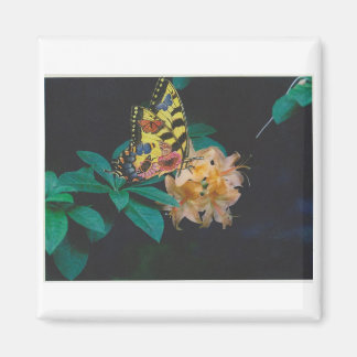 Aimant papillon