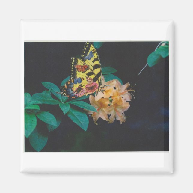 Aimant papillon (Devant)