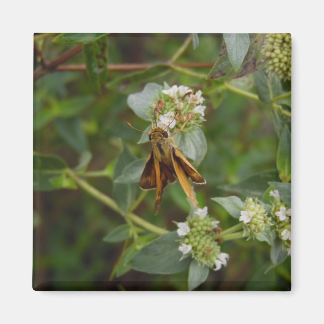 Aimant Papillon (Devant)
