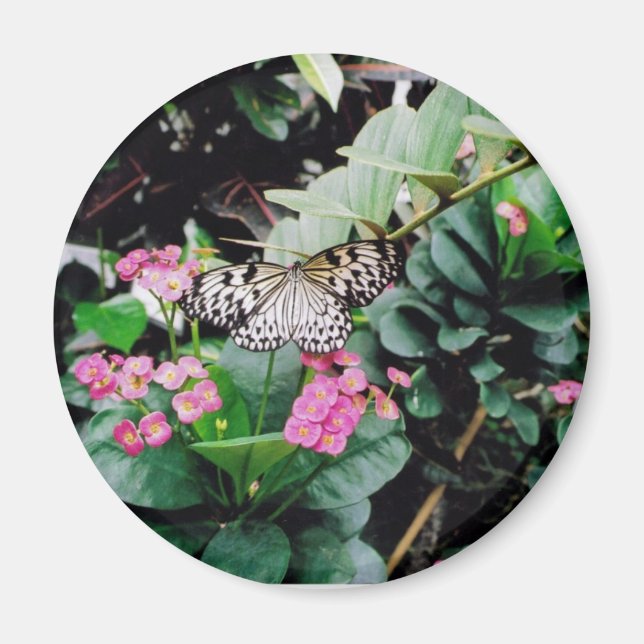 Aimant Papillon (Devant)