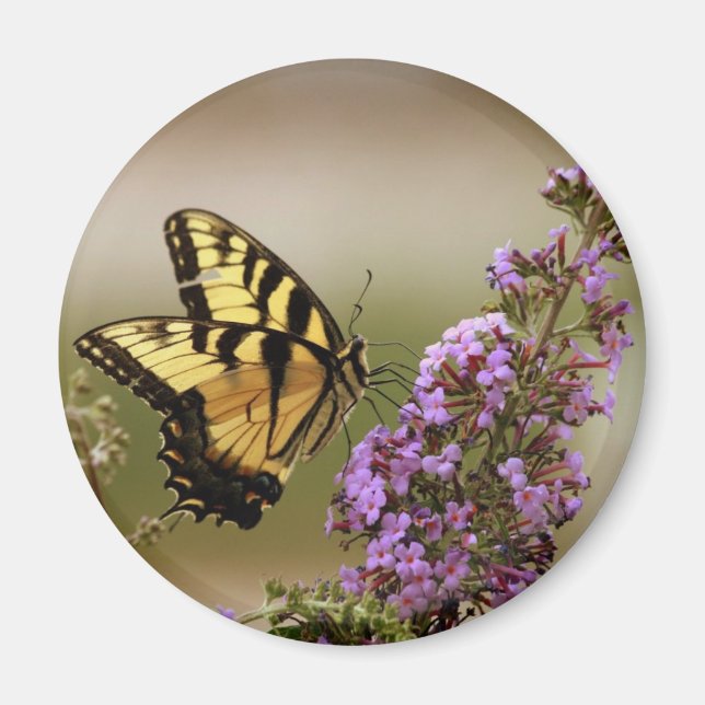 Aimant Papillon (Devant)