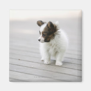 Aimant Papillon