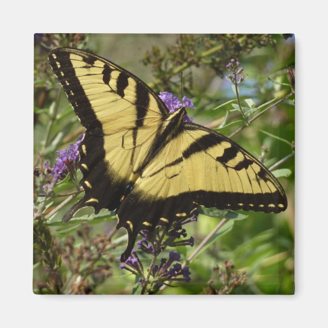 Aimant Papillon à queue d'aronde sur Buddleia (Devant)