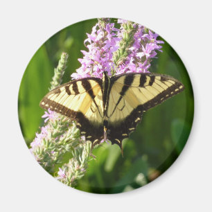 Aimant Papillon à queue d'aronde sur des fleurs sauvages 