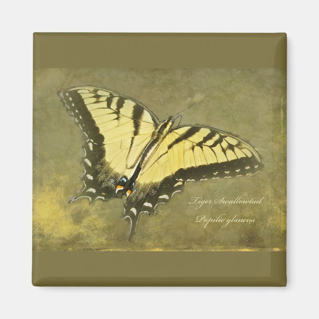 Aimant Papillon à queue de tigre - Papilio glaucus (Devant)