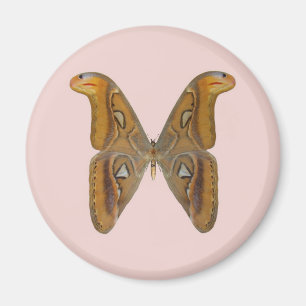 Aimant Papillon Atlas