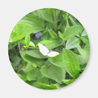 Aimant Papillon blanc