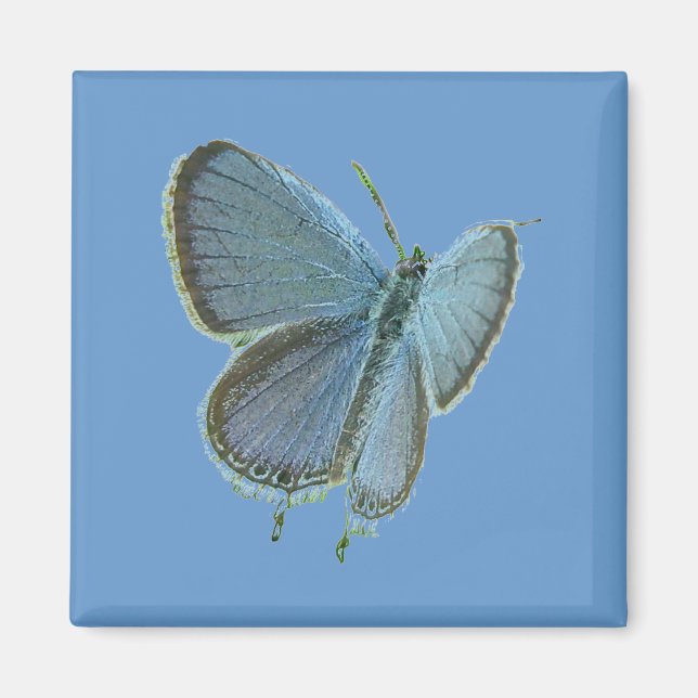 Aimant Papillon bleu à queue orientale (Devant)