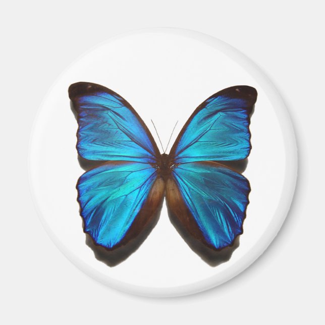 Aimant Papillon bleu Morpho (Devant)