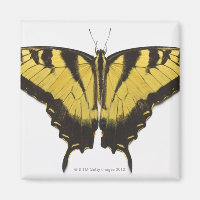 Papillon de l'épaisse queue de tigre occidentale