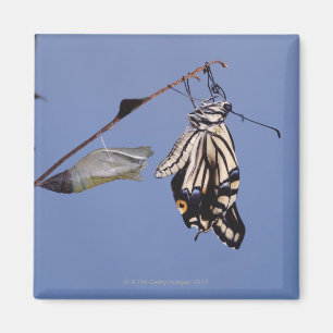 Aimant Papillon de machaon après métamorphose