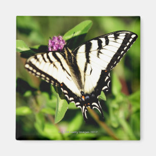 Aimant Papillon de machaon de tigre. Papilio glacus.