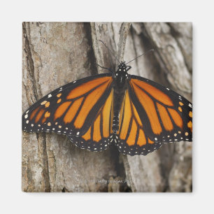 Aimant Papillon de monarque