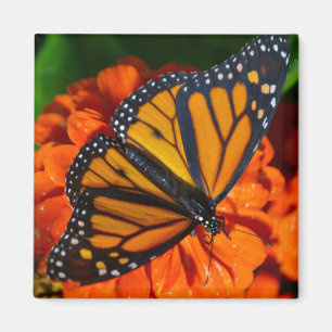 Aimant Papillon de monarque