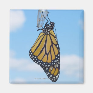 Aimant Papillon de monarque, avec Chrysalis