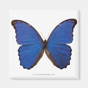 Aimant Papillon de Nestira Marpho