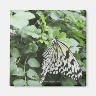 Aimant Papillon de papier de cerf-volant (leuconoe