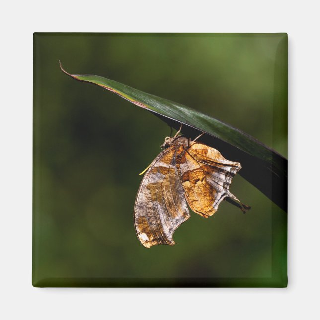Aimant Papillon de point d'interrogation (Devant)