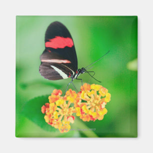 Aimant Papillon de rosina de facteur rassemblant le