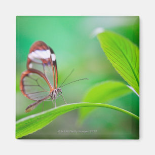 Aimant Papillon en verre d'aile détendant sur le vert
