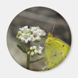 Aimant Papillon jaune